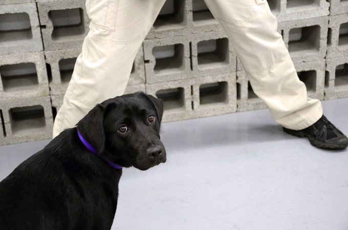 Lulu the dog did not want to join the CIA, but she’s still a very good girl