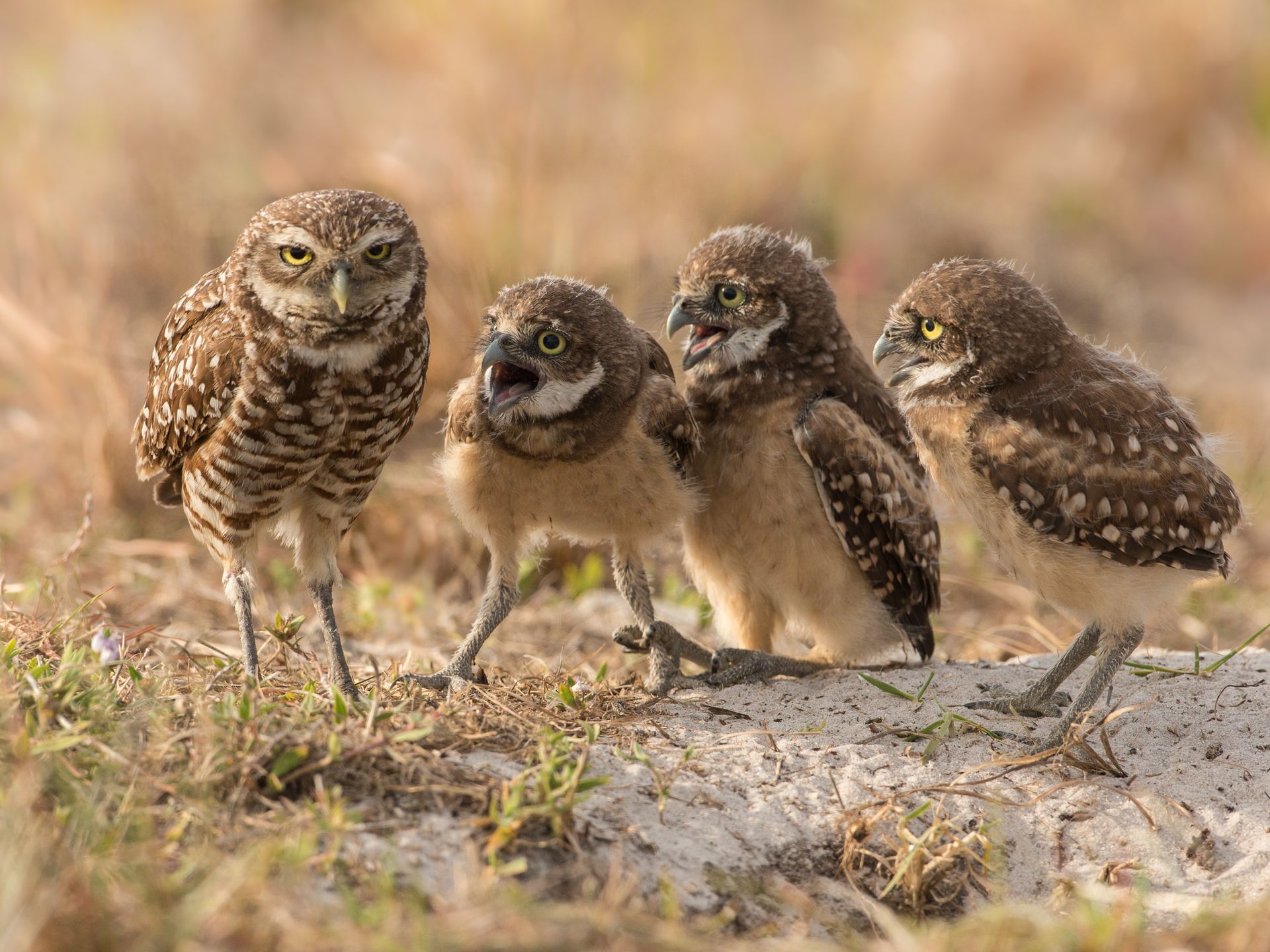 The funniest wildlife photos of 2017 are just as wild and hilarious as you'd expect