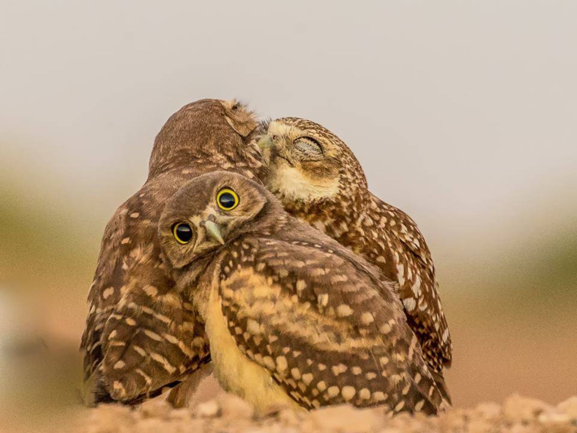 The funniest wildlife photos of 2017 are just as wild and hilarious as you'd expect