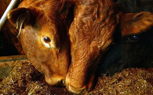 Mad cow disease detected at farm in Britain for first time in three years