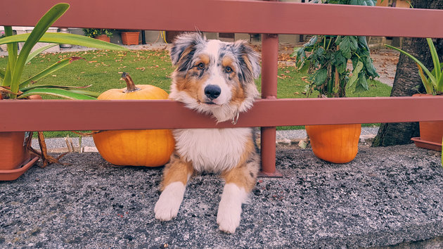 Planning To Dress Up Your Pet For Halloween? Heres Why You Should Think Twice