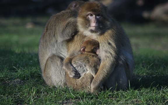Thirteen monkeys killed in devastating fire at Woburn Safari Park