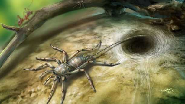 100-million-year-old spider with a tail longer than its body discovered - and it may still be alive