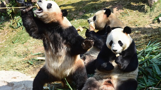 China to build massive $1.5 billion panda conservation area