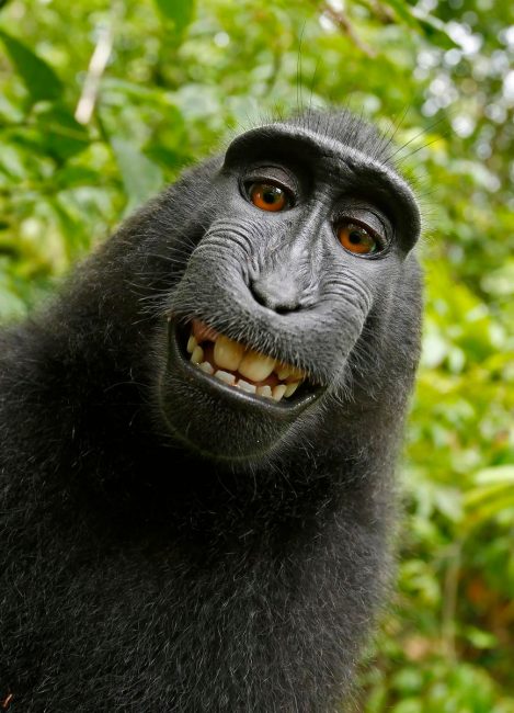 U.S. appeals court rejects monkey business over selfies