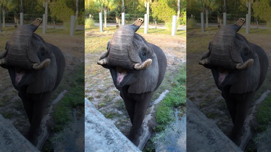 Michael Jacksons old pet elephant, Ali, escapes enclosure at Florida zoo