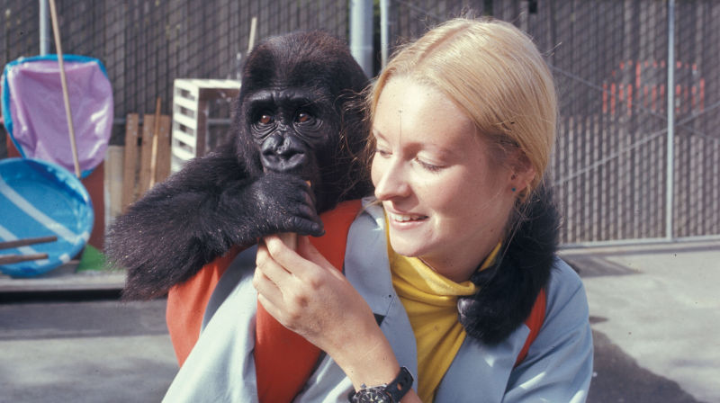 Koko the Gorilla, Famous for Learning Sign Language, Has Died