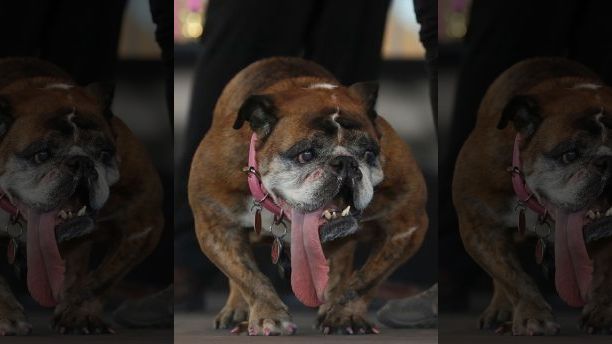 Worlds Ugliest Dog title goes to English bulldog named Zsa Zsa