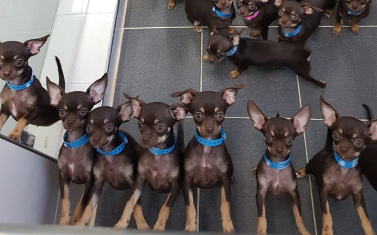 Worlds smallest living dog, Miracle Milly, cloned 49 times in South Korea laboratory