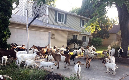 More than 100 goats invade Boise neighbourhood, chew on everything they could find