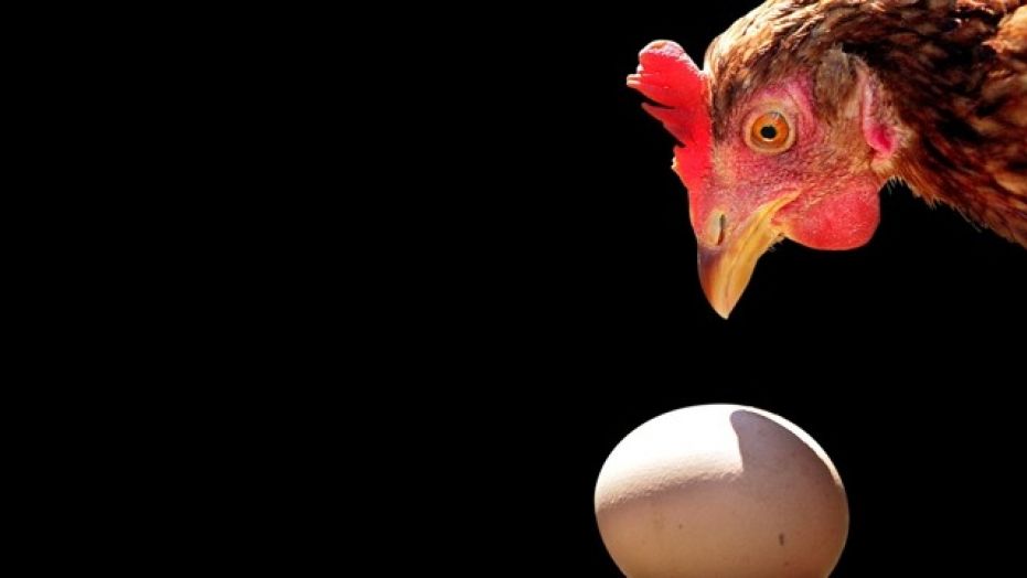 Physicists solve an age-old conundrum: the chicken or the egg