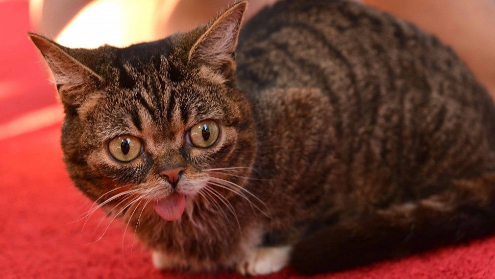 Internet cat sensation Lil BUB has died at the age of 8