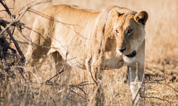 Fourteen lions escape from Kruger park in South Africa