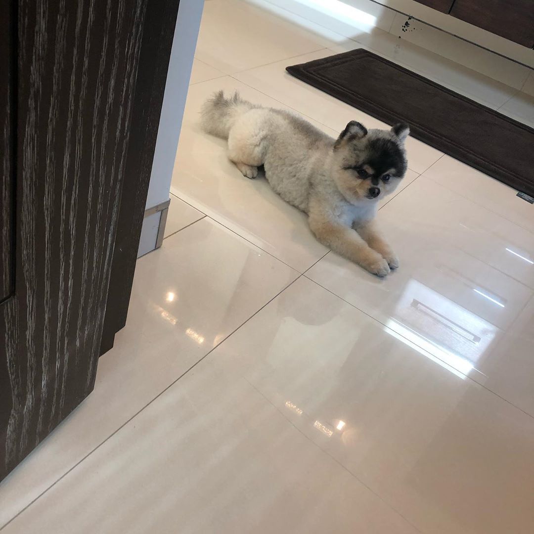Liverpool striker Daniel Sturridge pleads for dogs return after home ransacked: Ill pay anything