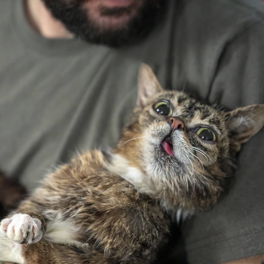 International Cat Day 2019: Here are 5 of the Internets Most Famous Felines