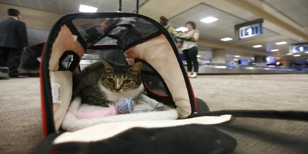 New rules could bump emotional-support animals from planes