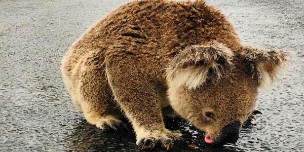 Koala Hospital Devastated After ‘Scumbag’ Steals Injured Animals Water Drinking Station