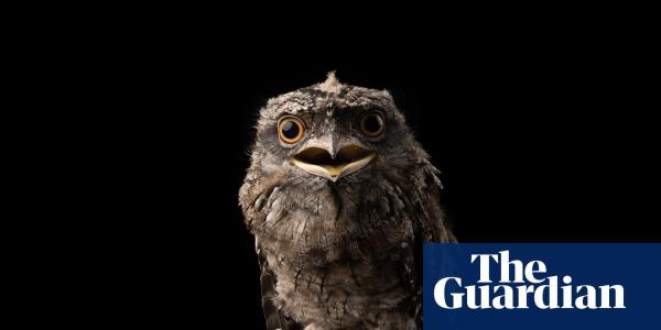 Researchers find frogmouth is world’s most Instagrammable bird